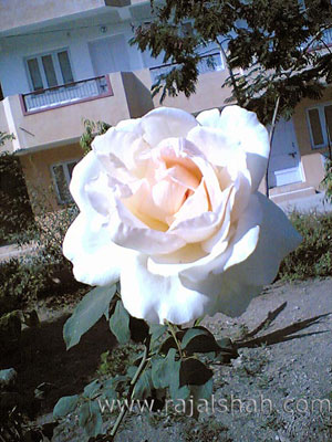 Image(288)
